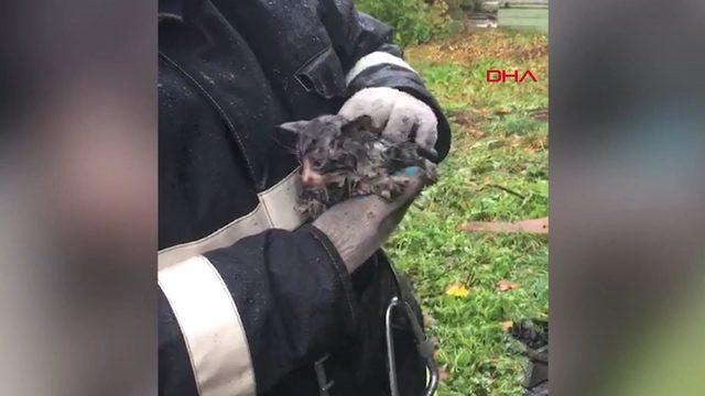 Yanmış evin molozlarının altındaki yavru kedi böyle kurtarıldı