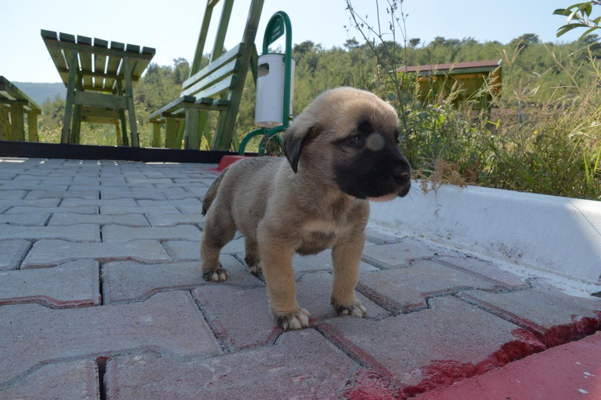 B&uuml;y&uuml;k vicdansızlık! &Ccedil;uvala koyup, kuyuya attılar