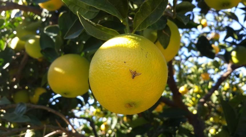 Aydın’da Akdeniz sineği ile mücadele başladı
