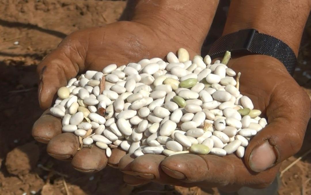 T&uuml;rkiye&rsquo;nin kuru fasulye ihtiyacının y&uuml;zde 6&rsquo;sını Ahlat karşılıyor