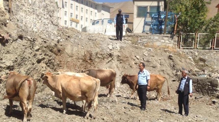 Hakkari&rsquo;de başıboş b&uuml;y&uuml;kbaş hayvan sorunu