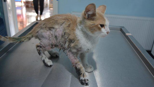 Yakılarak işkence edildiğini zannettiği kedi zifte bulanmış