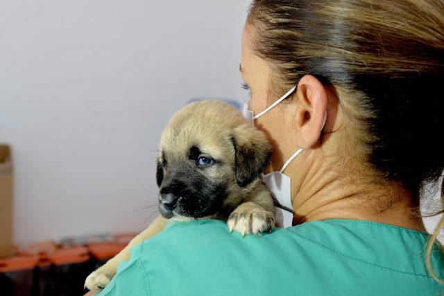 Kuyuya atılan 4 yavru köpekten biri kurtarılabildi