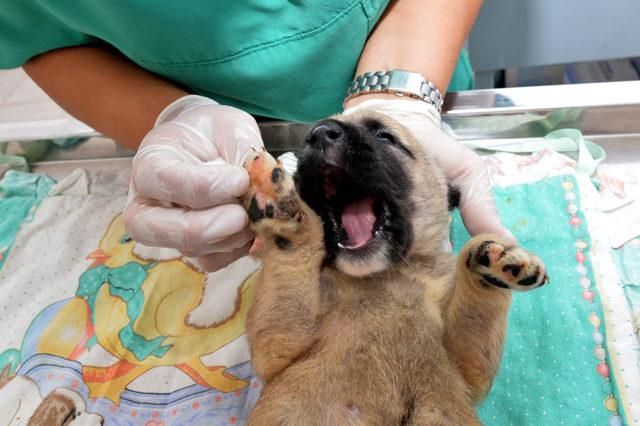 Kuyuya atılan 4 yavru köpekten biri kurtarılabildi