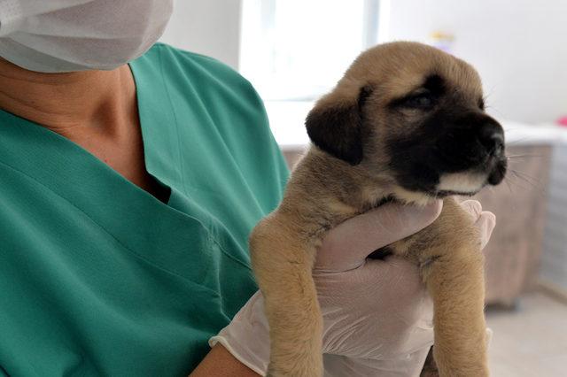 Kuyuya atılan 4 yavru köpekten biri kurtarılabildi