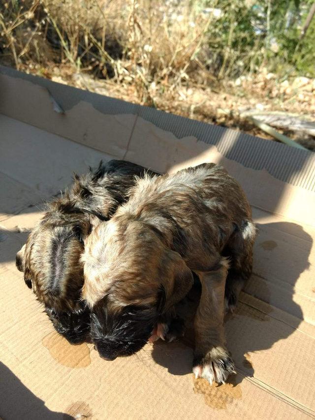 Kuyuya atılan 4 yavru köpekten biri kurtarılabildi