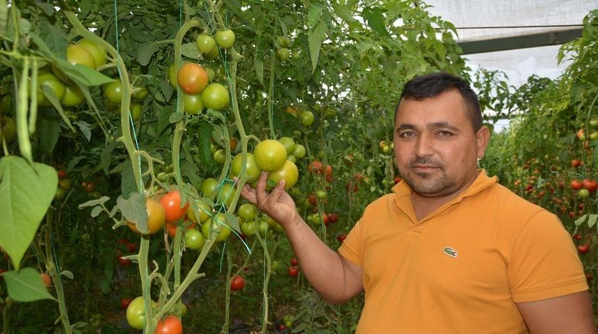 Korkuteli’nin yaylalarından Suudi Arabistan’a domates