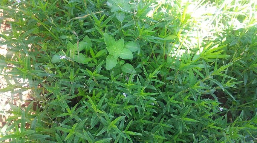 Akdağ'da yetişen kekikler her derde deva