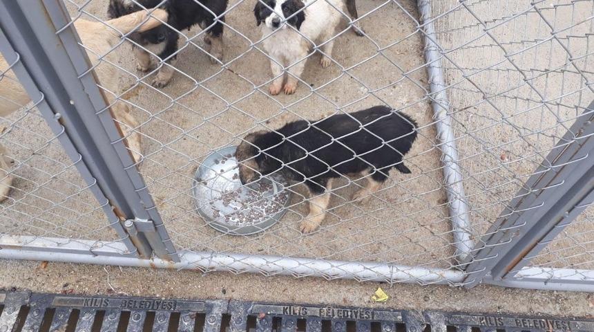 Sokak köpekleri kısırlaştırılıyor