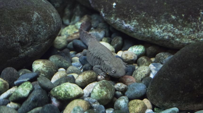 &lsquo;D&uuml;nyanın bilinen en b&uuml;y&uuml;k amfibik canlısı&rsquo; oldu!