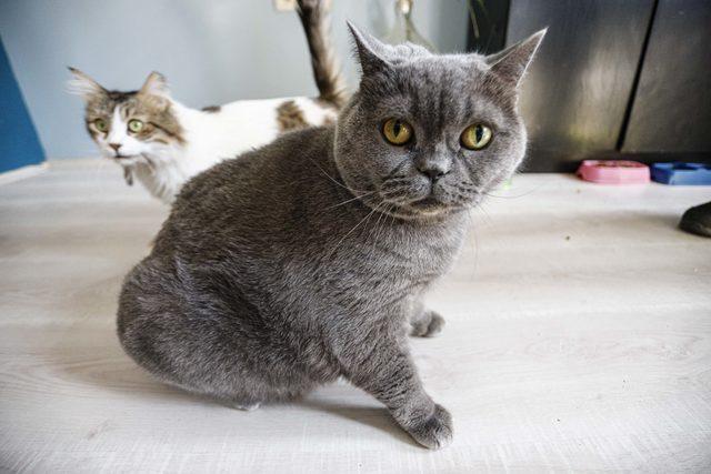 Obez kedi, egzersiz ile 4,5 kilo verdi