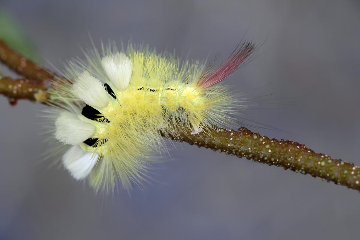 Cinsi: calliteara pudibunda! O b&ouml;lgede yaşayanların kabusu oldu