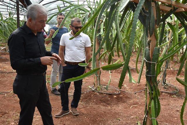 Mersin’de pitaya üretimi yaygınlaşıyor