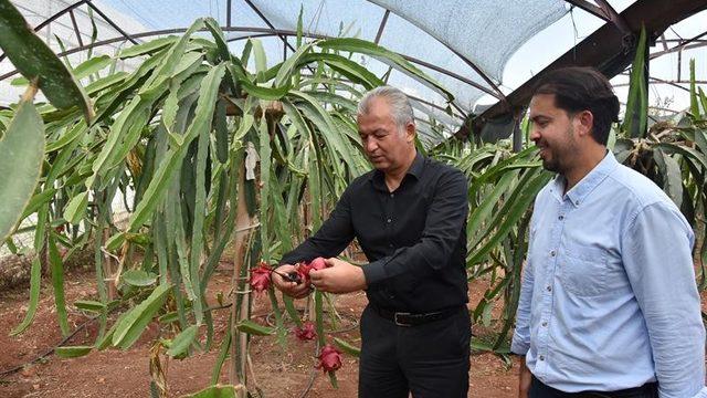 Mersin’de pitaya üretimi yaygınlaşıyor