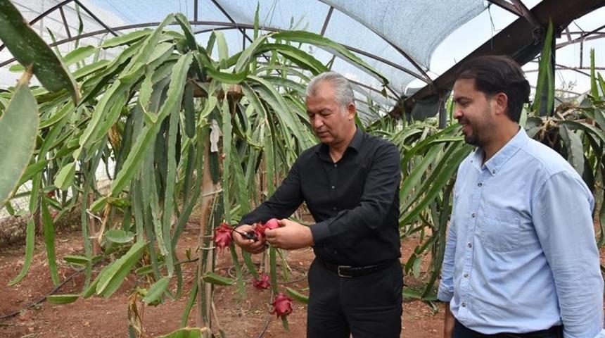 Mersin&rsquo;de pitaya &uuml;retimi yaygınlaşıyor