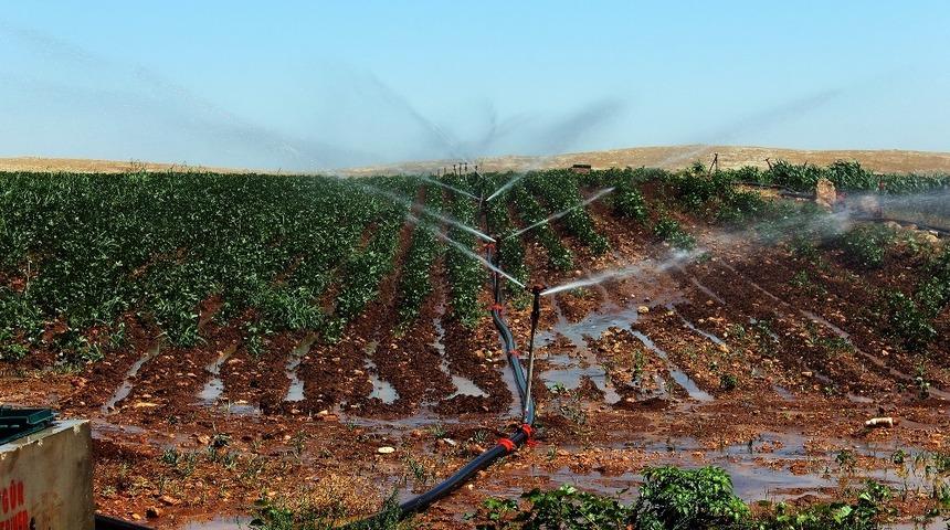 25 sulama birliğinin Dicle Elektrik&rsquo;e olan borcu yarım milyar liraya yaklaştı