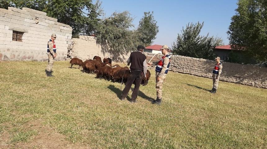 Iğdır’da küçükbaş hayvan hırsızlığı