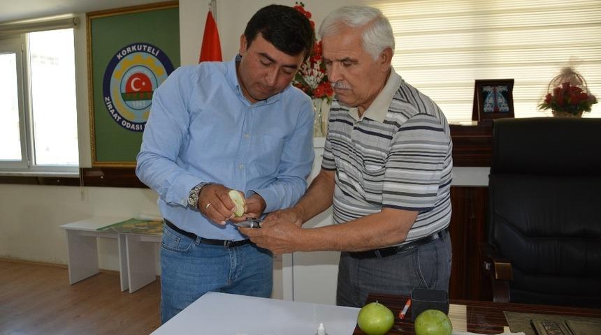 Korkuteli&rsquo;de karyağdı armudu masaya yatırıldı