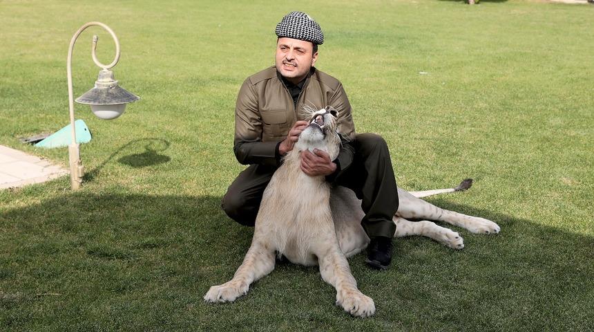 Yavru aslanı evcilleştirdiğini iddia ediyor!