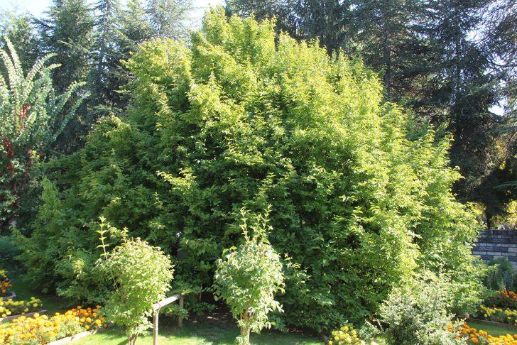 Bu köye gelen 370 yıllık ağacı görmeden gitmiyor G1