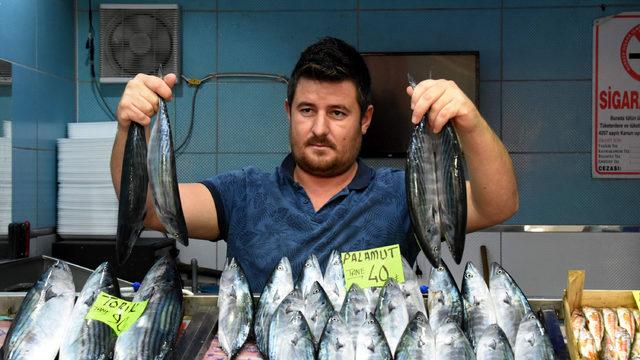 Çanakkale Boğazı'nda yakalanan ilk palamutlar tanesi 40 liradan satılıyor
