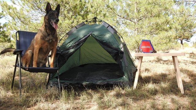 Uyuşturucu arama köpeği, Cimri emekliye ayrıldı
