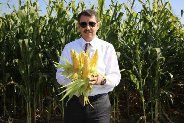 Vali kontağı çevirdi, silajlık mısır hasadı başladı 1