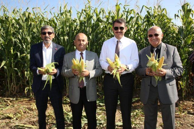 Vali kontağı çevirdi, silajlık mısır hasadı başladı 2