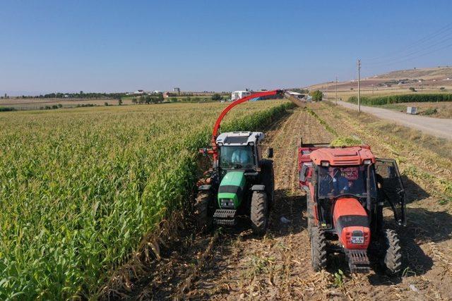 Vali kontağı çevirdi, silajlık mısır hasadı başladı 3