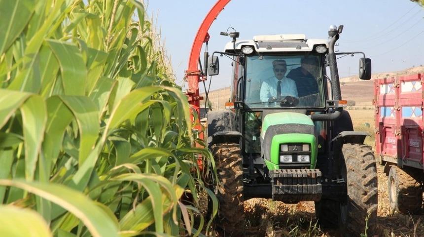 Vali kontağı &ccedil;evirdi, silajlık mısır hasadı başladı