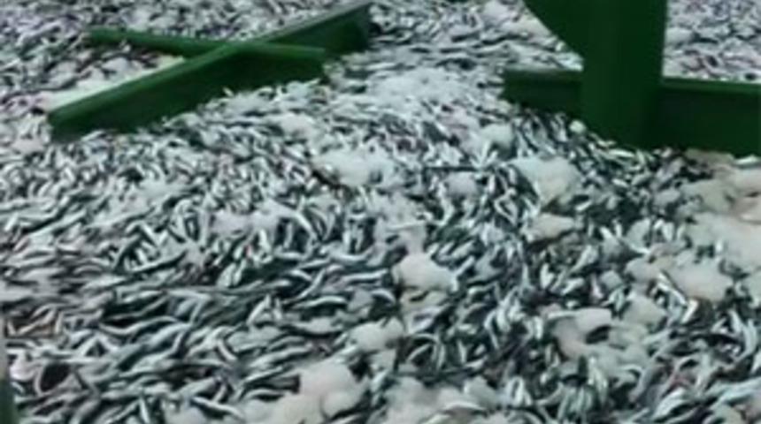 Gırgır teknesiyle, tek seferde 30 ton sardalya avladılar