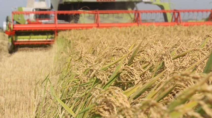 Kaymakam Kaya &ccedil;eltik hasadına katıldı