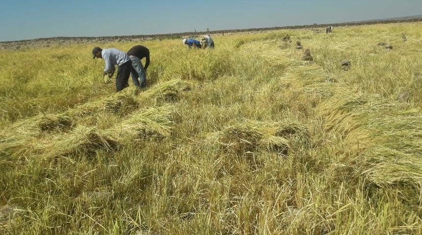 Diyarbakır&rsquo;da pirin&ccedil; hasadı başladı