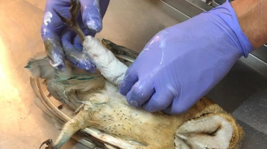 Avcı kurbanı Peçeli Baykuş’un ayakları alçıya alındı