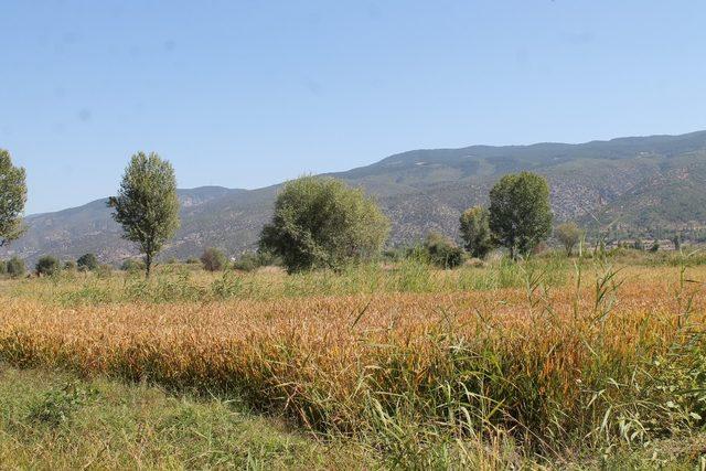 Tosya’da pirinç hasadı başladı