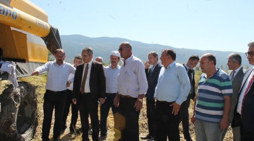 Tosya&rsquo;da pirin&ccedil; hasadı başladı