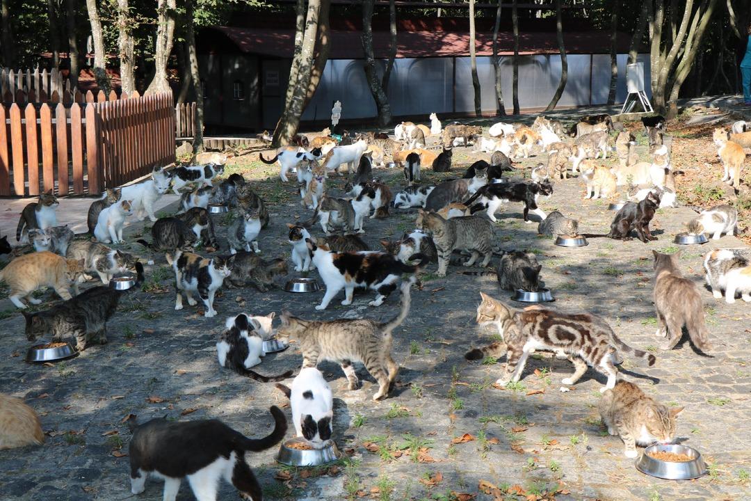 Samsun'da kedi kasabası! M&uuml;ziği duyan y&uuml;zlerce kedi yemeğe koşuyor