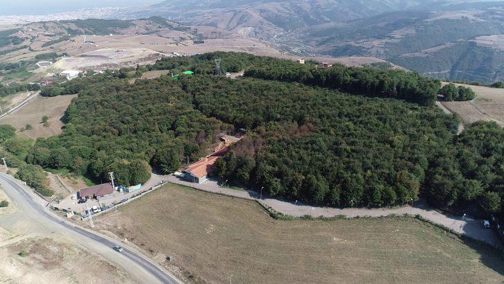 Samsun'da kedi kasabası! Müziği duyan yüzlerce kedi yemeğe koşuyor G2