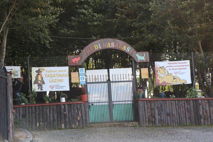 Samsun'da kedi kasabası! Müziği duyan yüzlerce kedi yemeğe koşuyor G3