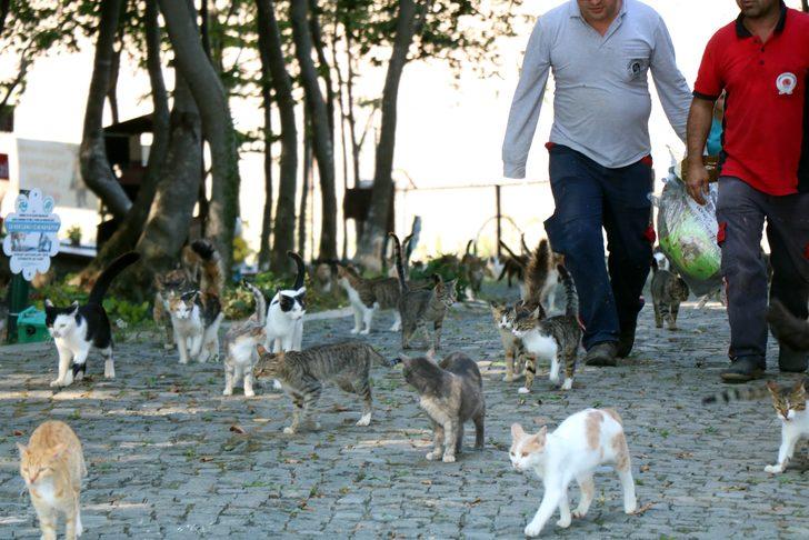 Samsun'da kedi kasabası! Müziği duyan yüzlerce kedi yemeğe koşuyor G4
