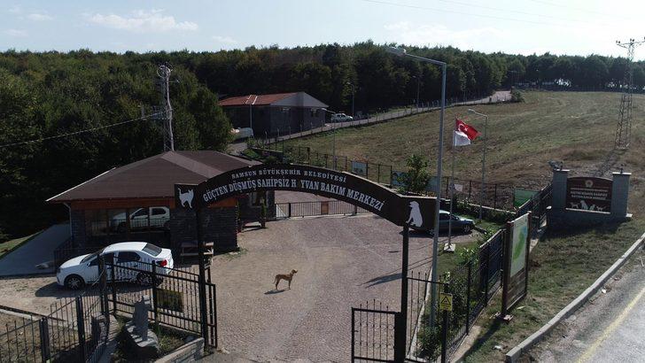 Samsun'da kedi kasabası! Müziği duyan yüzlerce kedi yemeğe koşuyor G5