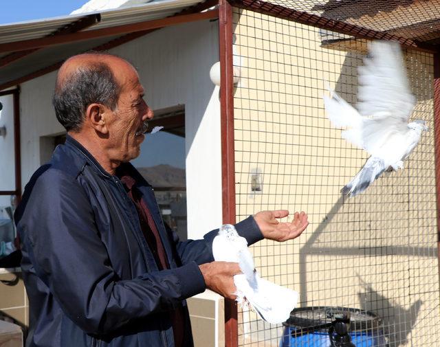 40 güvercine evinde bakıyor