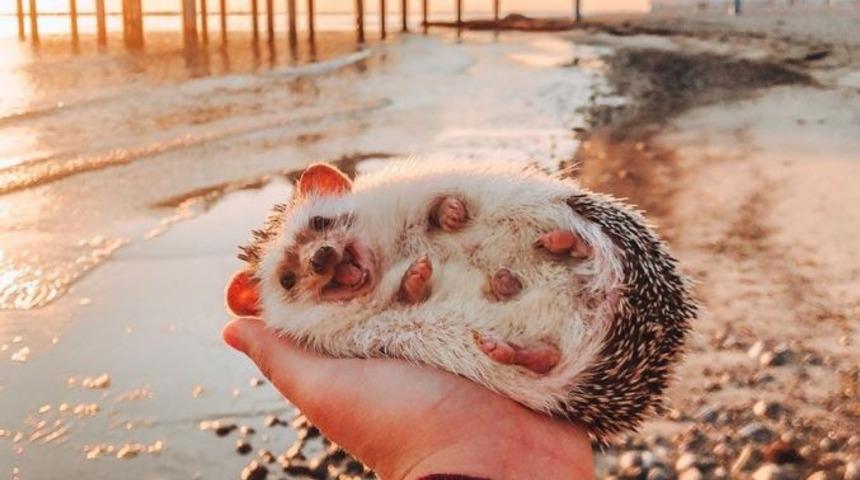 &lsquo;D&uuml;nyanın En Mutlu Kirpisi&rsquo; Instagram fenomeni oldu!