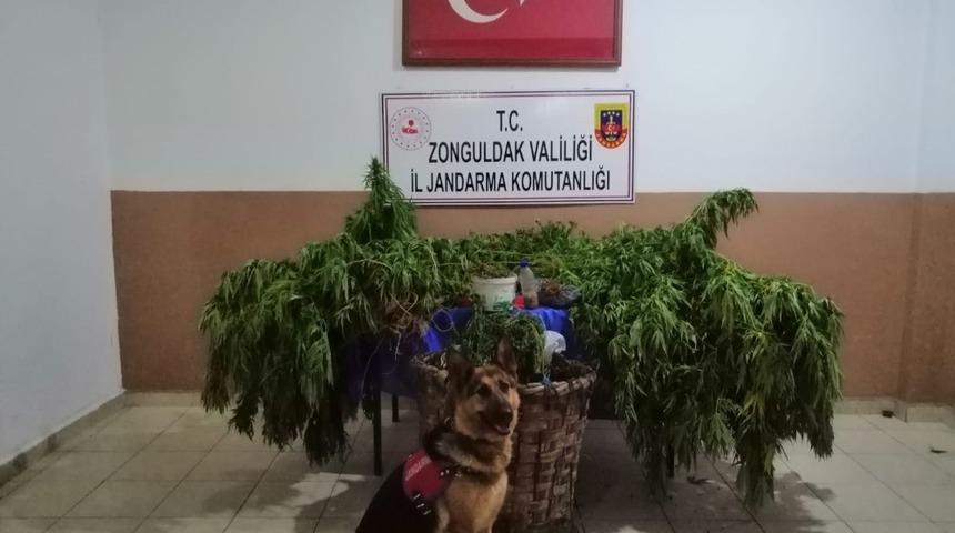 Jandarmadan uyuşturucu operasyonu