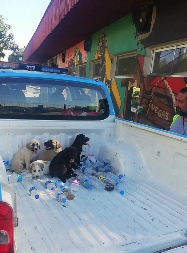 Ölmek üzere olan yavru köpekler hayata döndürüldü