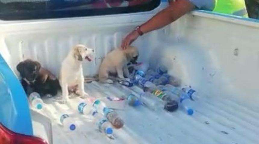 &Ouml;lmek &uuml;zere olan yavru k&ouml;pekler hayata d&ouml;nd&uuml;r&uuml;ld&uuml;