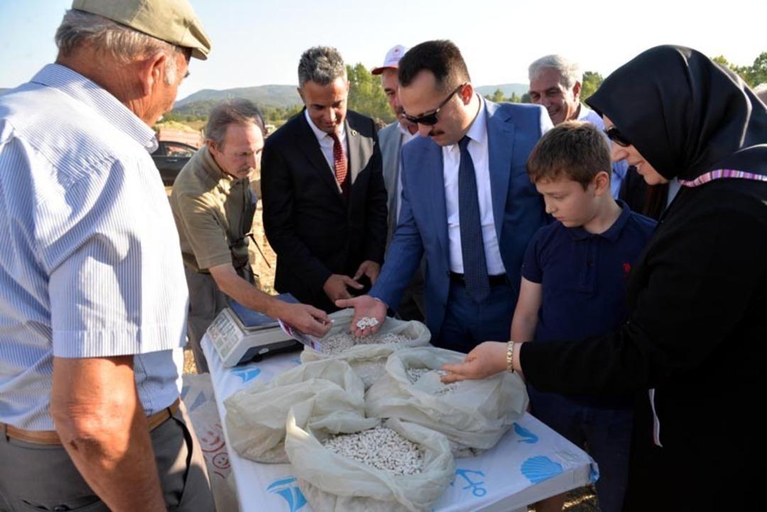 Bilecik&rsquo;te ilk fasulye hasadı yapıldı