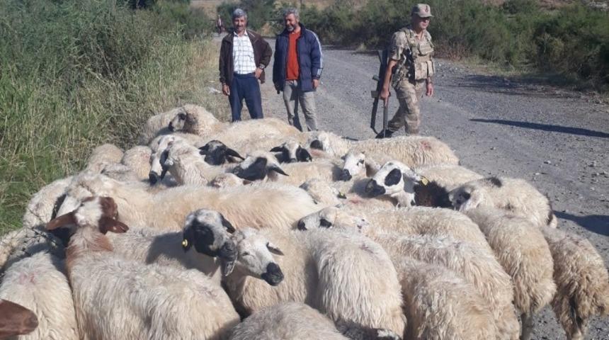 Kayıp koyunlar drone yardımıyla buldu