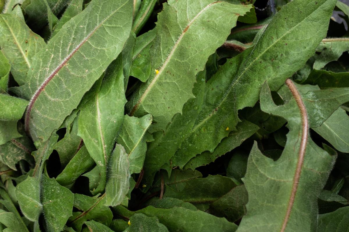 Hastalıklardan koruyan 10 besin