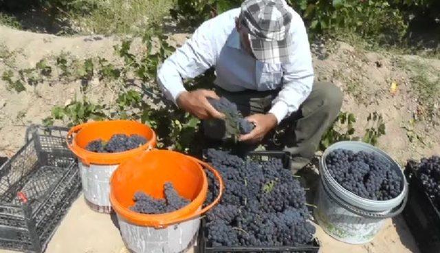 3 bin yıllık Erciş üzümünde bağ bozumu